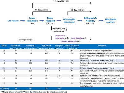 Modeling Human Prostate Cancer Metastasis in Mice via Resection of Subcutaneous Allografts